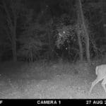 Nice buck with a split g2