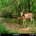Monster velvet buck shedding.