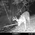 Whitetail buck at a water hole.