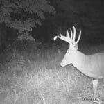 Nice whitetail buck!