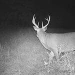 Mature whitetail buck in Calhoun County, Illinois.