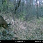 Scent checking a trail during the rut.