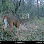Big buck traveling during the peak of the rut in Illinois!