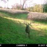 Young buck with a lot of potential!