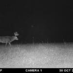 Check out the massive body on this buck!