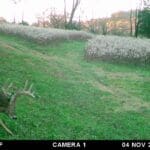 First week of November buck cruising looking for does.