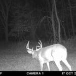 Middle of October whitetail hunting.