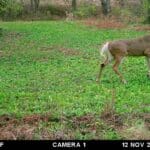 Mature buck checking a food plot.