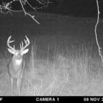 Double browtine buck on trail camera.