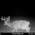Broken brow tine buck!