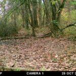 Mature buck getting a drink.