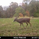 End of October whitetail hunting.