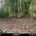 Deer traversing a bowl where the winds swirl