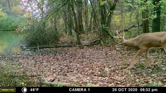 Deer traversing a bowl where the winds swirl