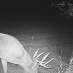 A buck we nicknamed Blades.