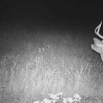 Double split browtine buck.