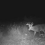 Big bodied buck!