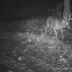 Mature whitetail buck.