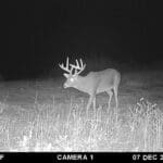 Nice ten pointer on trail camera.