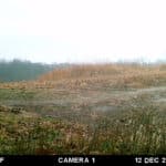 Trail camera picture of buck in calhoun county il