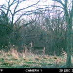mature eight pointer on trail camera