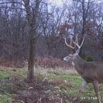 Nice eight point buck on trial camera