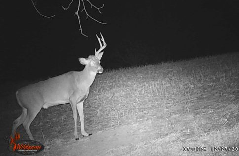 Shed Buck Trail Camera Picture