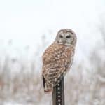Bird Watching In Pike County, Illinois