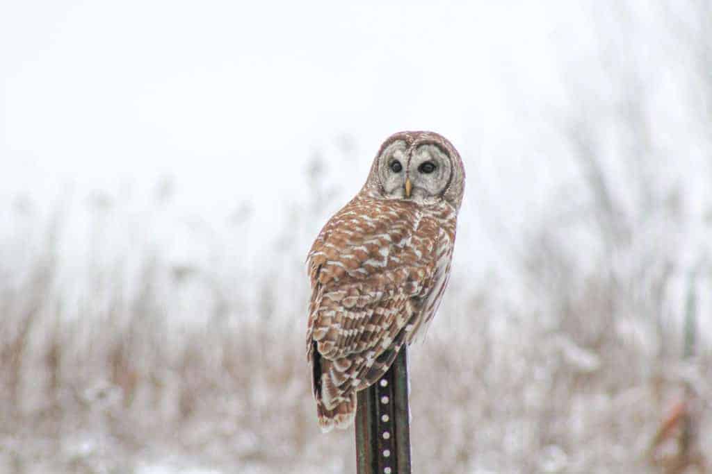 Bird Watching In Pike County, Illinois