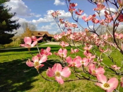 Blooming Flowers in Spring Central IL