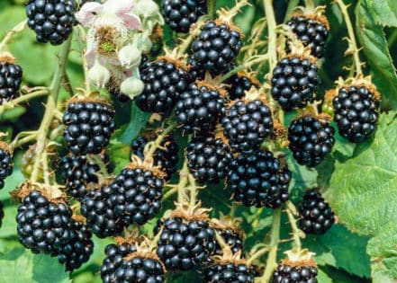 Wild Black Berry Picking in Pike County, IL