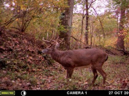 Hunting Trophy Whitetails In Illinois