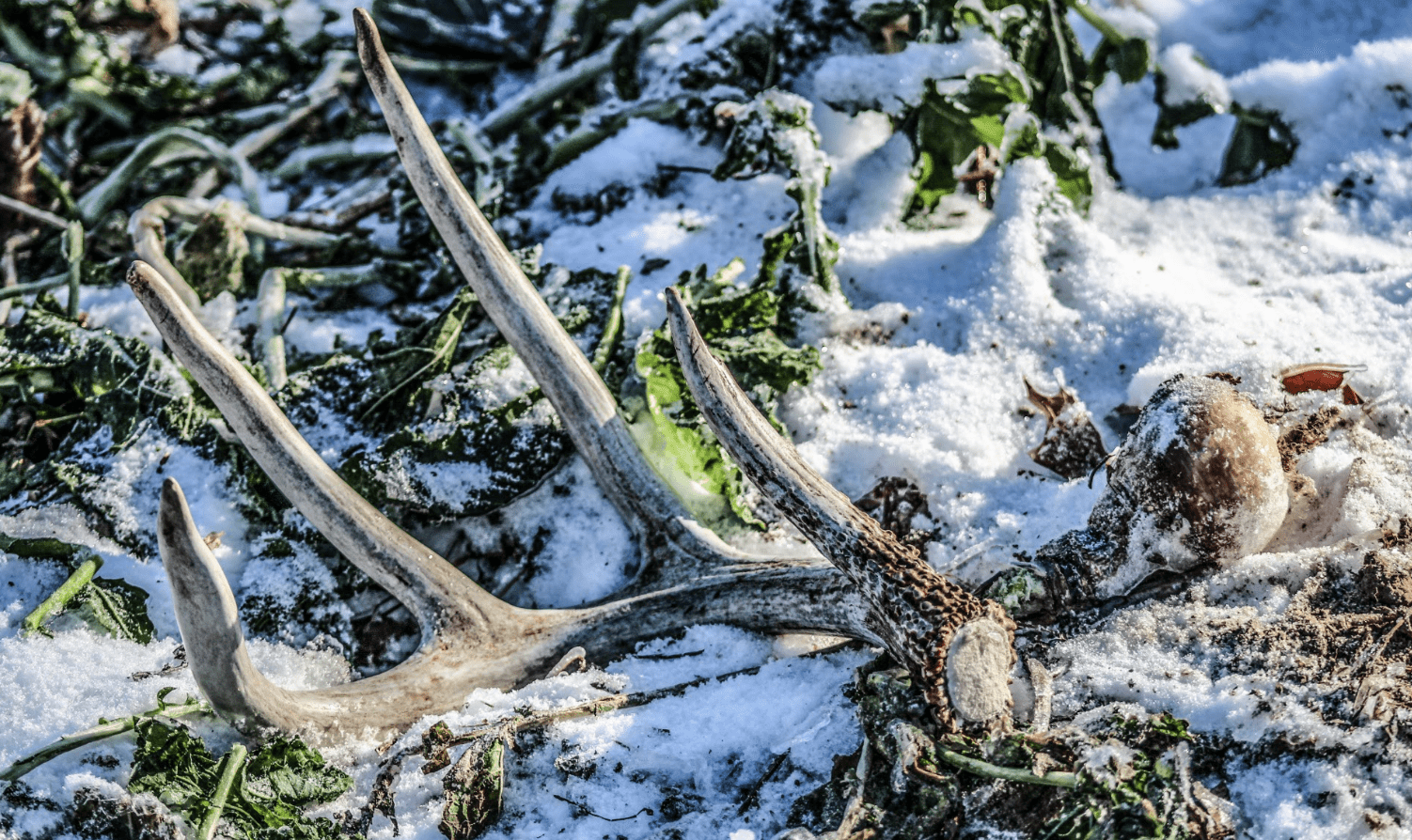 fresh shed in the snow