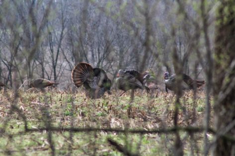Turkey Hunting Tips in Open Fields