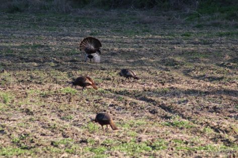 Turkeys feeding in freshly disc field