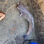 Guided Catfish Trips On The River