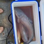 Guided Catfish Trips On The River