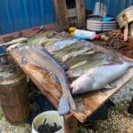 Guided Catfish Trips On The River