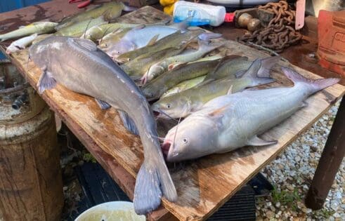 A great day's catch on the Mississippi River Catfishing