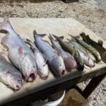 Guided Catfish Trips