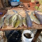 Guided Catfish Trips On The River