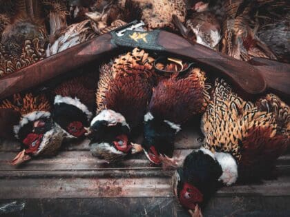 Guided wild pheasant hunts