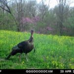 Trail Camera Placement For Turkeys