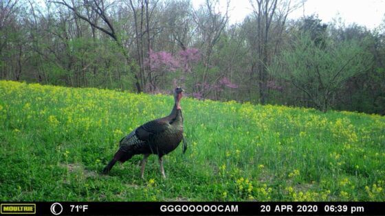 Trail Camera Placement For Turkeys