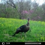 Trail Camera Placement For Turkeys