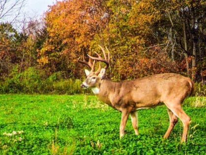 Big Buck Standing in a Food Plot in Pike County, IL