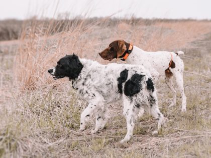 Top rated dogs and guides at Orvis Lodge