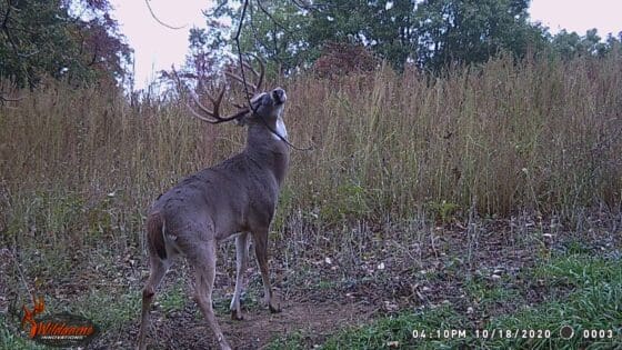 Trail Cameras over scrapes