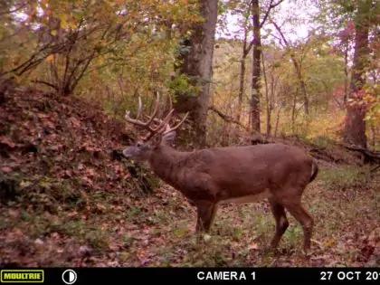 Whitetail Trail Camera Picture of a giant buck!