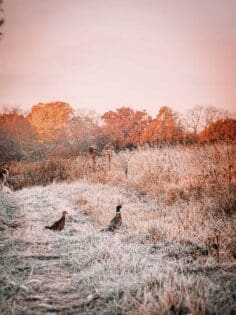 Upland Bird Hunting Lodge